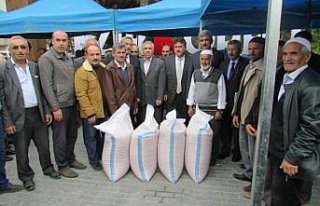 Vezirköprü Belediyesi çiftçiye buğday tohumu...