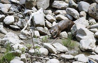 Abana'da su samuru fotoğraflandı