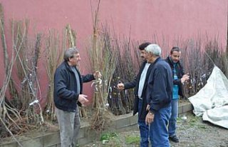 Çaycuma'da meyve fidanları satışa sunuldu
