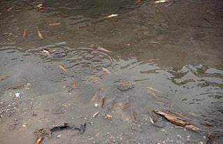 Gökırmak'ta toplu balık ölümü