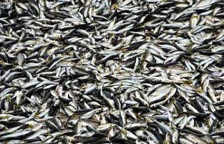 Karadeniz'de istavrit bolluğu