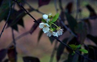 Mengen'de ağaçlar çiçek açtı