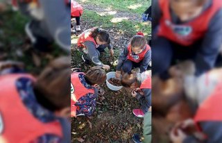 Öğrenciler meşe palamutu topladı