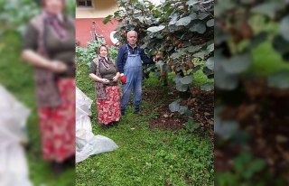 Yağlıdere'de kivi hasadı başladı