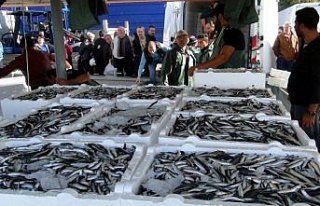 Zonguldak'ta hamsi bereketi