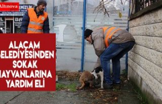 Alaçam Belediyesinden sokak hayvanlarına yardım...