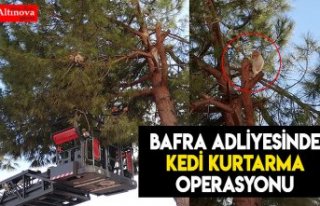 Bafra Adliyesinde kedi kurtarma operasyonu