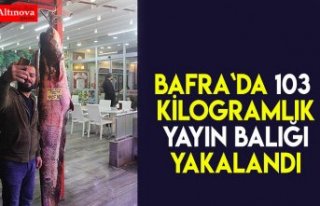 Bafra`da 103 kilogramlık yayın balığı yakalandı