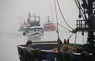 Batı Karadeniz'de çinekop bolluğu yüzleri güldürdü