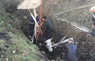 Çukura düşen inek kurtarıldı