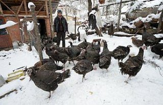 Eflani hindilerine yılbaşı ilgisi