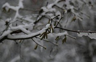 Kar yağışı fındık üreticileri ve ihracatçılarını...