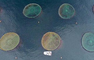 Karadeniz somonu Japon sofralarına 