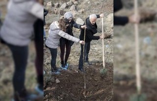 Şebinkarahisar'da ceviz üretimi gelişiyor