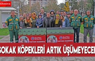 SOKAK KÖPEKLERİ ARTIK ÜŞÜMEYECEK