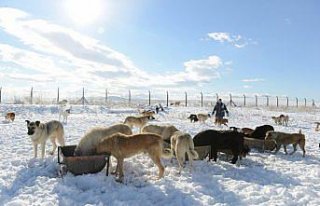 Sokak hayvanları belediyeye emanet