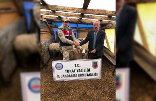 Tokat'ta küçükbaş hayvan hırsızlığı iddiası