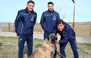 Ünal Karaman ile Sosa'dan kangal köpeği çiftliğine...