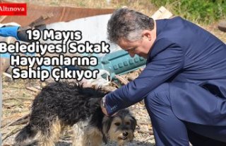 19 Mayıs Belediyesi Sokak Hayvanlarına Sahip Çıkıyor