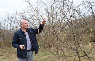 Fındıkta verim ve kaliteyi artırma projesi