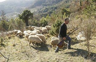 Koyunlarını otlatırken de sazını elinden bırakmıyor