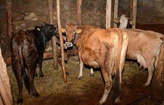 Okumak için geldiği kentte hayvancılık yapıyor