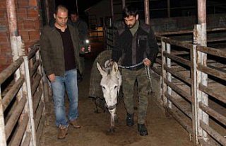 Ordu'da sahipsiz eşek koruma altına alındı