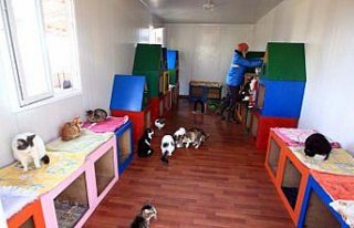 Sokak kedilerine minderli ve klimalı yuva