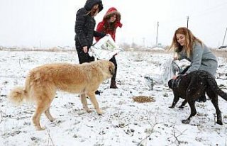 Suluova'da yaban hayvanları için doğaya yem bırakıldı