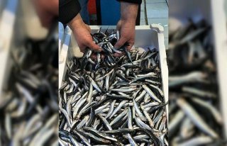 Türk tekneleri hamsinin peşinde