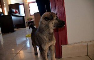 Üşüyen yavru köpek belediye binasına sığındı