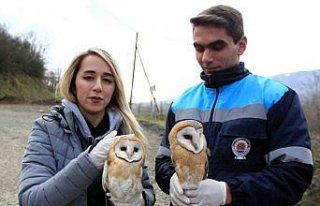 Yavru baykuşlar doğaya bırakıldı