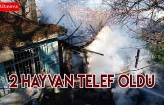 2 HAYVAN TELEF OLDU