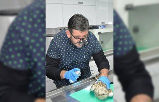 Ateşli silahla yaralanan kartala müdahale