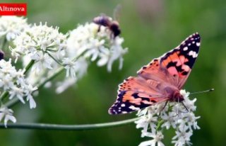 Böcek türlerinin yüzde 40'ı yakın gelecekte...
