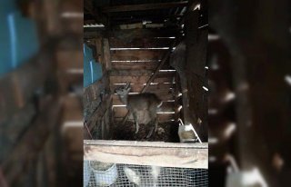 Kayalıklardan düşen karacanın tedavisi tamamlandı