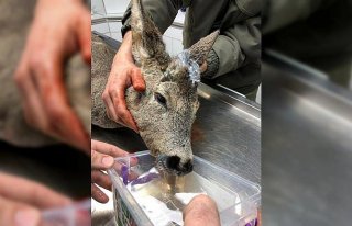 Yaralı halde bulunan karaca tedavi edildi