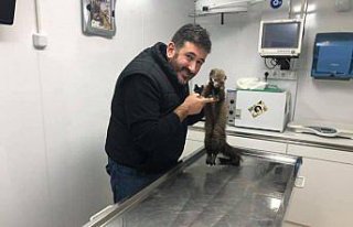 Yaralı sansar tedavi edildi