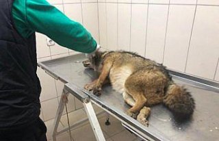 Yaralı tilkiye jandarma sahip çıktı