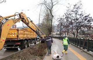 Devrek Belediyesi ağaçlandırma çalışmaları
