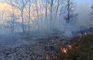 Düzce'de orman yangını