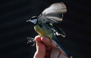 Kızılırmak Deltası'nda kuş halkalama çalışmaları