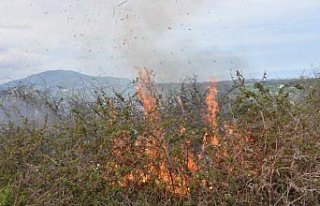 Samsun'da çalılık yangını