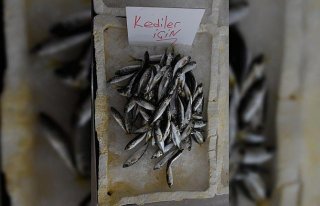 Tezgahındaki balıklarla çocuklar ve kediler arasında...