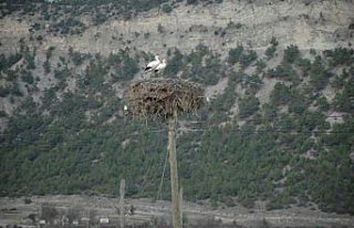 Baharın müjdeleyicisi leylekler Hanönü'ne geldi