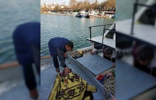 Denizdeki köpeği balıkçılar boğulmaktan kurtardı
