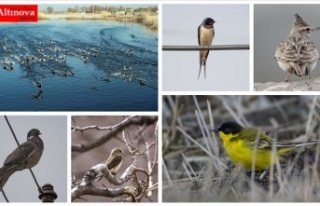 'Doğu'nun Çukurova'sı' kuşlarla...