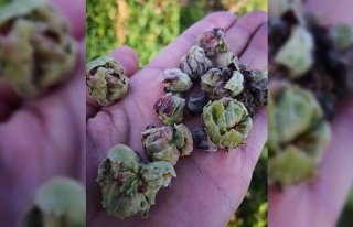 Fındıkta kozalak akarı ile mücadele zamanı