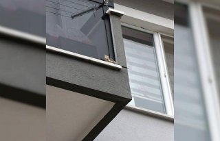 Kaçan papağanı itfaiye yakaladı