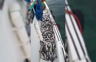 Karadeniz'de kefal bereketi